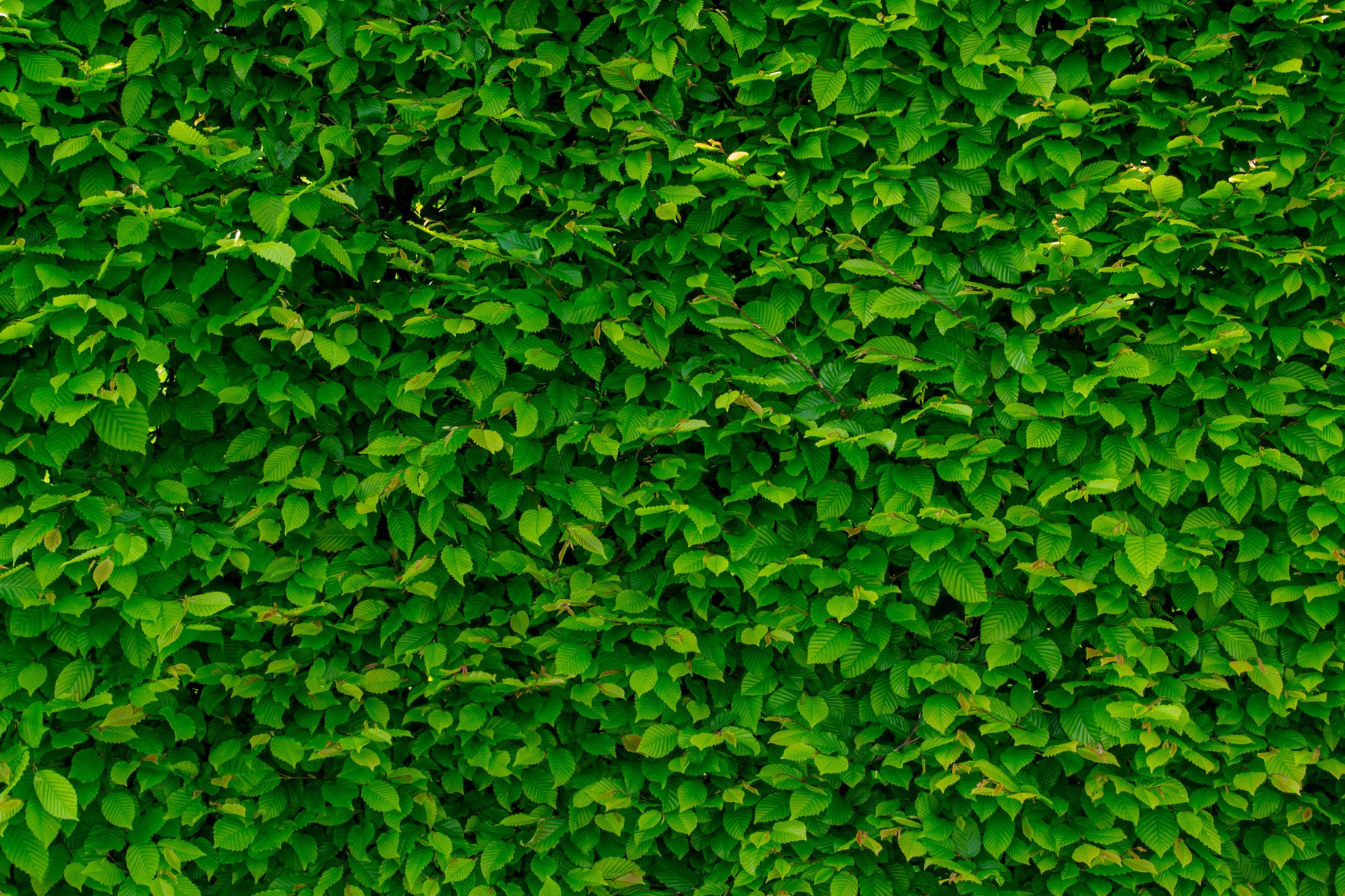 Green Leaves